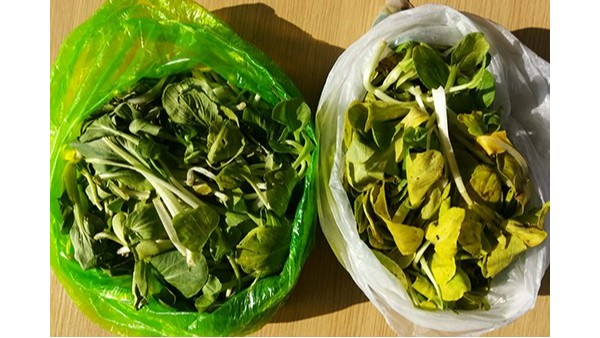 儲存青菜-降解袋和普通袋幾天後的區別